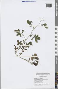 Cardamine amara L., Eastern Europe, Central region (E4) (Russia)