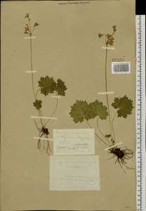 Primula matthioli subsp. matthioli, Siberia, Altai & Sayany Mountains (S2) (Russia)