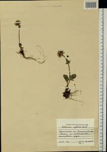 Valeriana capitata Link, Eastern Europe, Northern region (E1) (Russia)