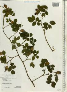 Rosa dumalis Bechst., Eastern Europe, Central region (E4) (Russia)