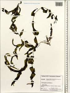 Potamogeton perfoliatus L., Siberia, Central Siberia (S3) (Russia)