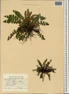 Asplenium ceterach subsp. ceterach, Caucasus, Krasnodar Krai & Adygea (K1a) (Russia)