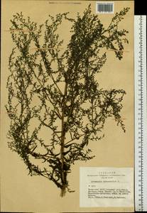 Artemisia dracunculus L., Siberia, Altai & Sayany Mountains (S2) (Russia)