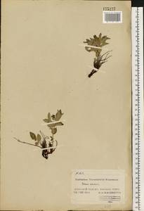 Cornus suecica L., Eastern Europe, Northern region (E1) (Russia)