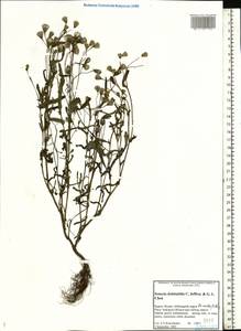 Senecio dubitabilis C. Jeffrey & Y. L. Chen, Eastern Europe, Northern region (E1) (Russia)