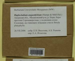 Haplocladium angustifolium (Hampe & Müll. Hal.) Broth., Bryophytes, Bryophytes - Russian Far East (excl. Chukotka & Kamchatka) (B20) (Russia)