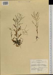 Arabidopsis lyrata subsp. petraea (L.) O'Kane & Al-Shehbaz, Siberia, Chukotka & Kamchatka (S7) (Russia)
