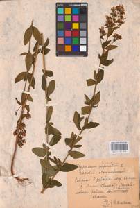 Hypericum hirsutum L., Eastern Europe, Central region (E4) (Russia)