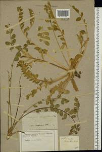 Astragalus longipetalus Chater, Eastern Europe, Lower Volga region (E9) (Russia)