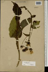Crepis sibirica L., Eastern Europe, Middle Volga region (E8) (Russia)