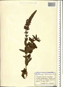 Lythrum salicaria L., Caucasus, Stavropol Krai, Karachay-Cherkessia & Kabardino-Balkaria (K1b) (Russia)