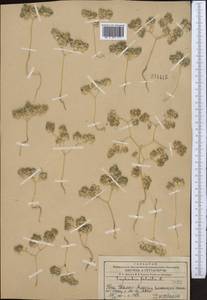 Euphorbia falcata L., Middle Asia, Western Tian Shan & Karatau (M3) (Kazakhstan)