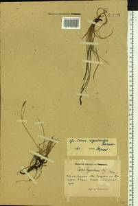 Carex rigidioides (Gorodkov) V.I.Krecz., Siberia, Yakutia (S5) (Russia)