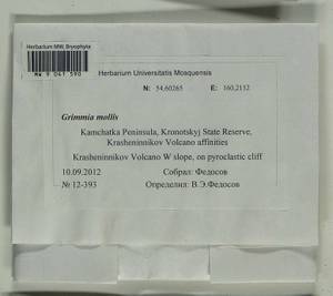 Grimmia mollis Bruch & Schimp., Bryophytes, Bryophytes - Chukotka & Kamchatka (B21) (Russia)