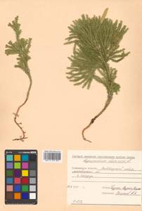 Dendrolycopodium obscurum (L.) A. Haines, Siberia, Russian Far East (S6) (Russia)