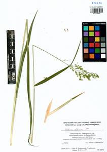 Festuca altissima All., Siberia, Baikal & Transbaikal region (S4) (Russia)