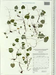 Mitella nuda L., Siberia, Russian Far East (S6) (Russia)