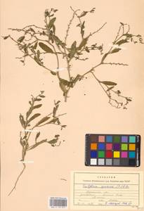 Euclidium syriacum (L.) W.T.Aiton, Eastern Europe, South Ukrainian region (E12) (Ukraine)