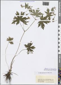 Geranium maximowiczii Regel & Maack, Siberia, Baikal & Transbaikal region (S4) (Russia)