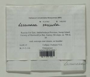 Lescuraea saxicola (Schimp.) Molendo, Bryophytes, Bryophytes - Russian Far East (excl. Chukotka & Kamchatka) (B20) (Russia)