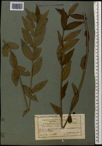 Ligustrum vulgare L., Caucasus, Azerbaijan (K6) (Azerbaijan)