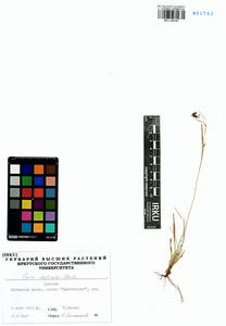 Carex delicata C.B.Clarke, Siberia, Baikal & Transbaikal region (S4) (Russia)
