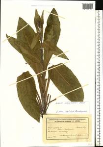 Senecio macrophyllus M. Bieb., Eastern Europe, Volga-Kama region (E7) (Russia)