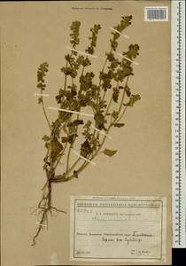Stachys annua (L.) L., Caucasus, Black Sea Shore (from Novorossiysk to Adler) (K3) (Russia)