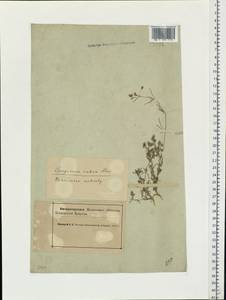 Spergularia rubra (L.) J. Presl & C. Presl, Eastern Europe, Northern region (E1) (Russia)