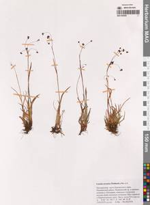 Luzula arcuata (Wahlenb.) Sw., Siberia, Chukotka & Kamchatka (S7) (Russia)