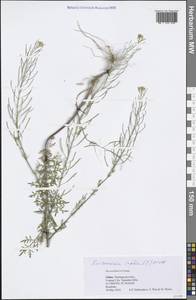 Descurainia sophia (L.) Webb ex Prantl, South Asia, South Asia (Asia outside ex-Soviet states and Mongolia) (ASIA) (China)