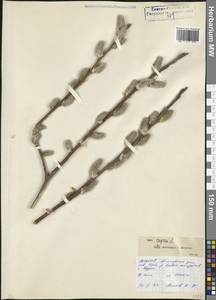 Salix caprea L., Caucasus, North Ossetia, Ingushetia & Chechnya (K1c) (Russia)