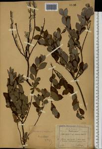 Salix aurita × livida, Eastern Europe, Central region (E4) (Russia)