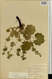 Alchemilla plicata Buser, Eastern Europe, Volga-Kama region (E7) (Russia)