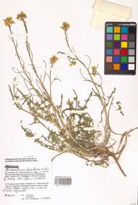 Sterigmostemum caspicum (Lam.) Kuntze, Eastern Europe, Lower Volga region (E9) (Russia)