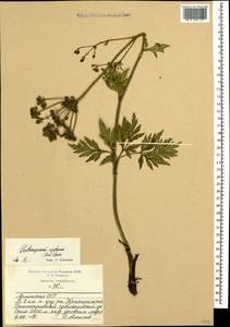 Eleutherospermum cicutarium (M. Bieb.) Boiss., Caucasus, Armenia (K5) (Armenia)