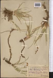 Carex songorica Kar. & Kir., Middle Asia, Pamir & Pamiro-Alai (M2) (Uzbekistan)
