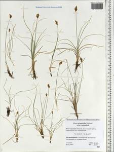 Carex stenophylla Wahlenb., Eastern Europe, Lower Volga region (E9) (Russia)