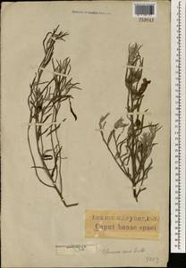 Ipomoea oenotheroides (L. fil.) A. Meeuse & Welman, Africa (AFR) (South Africa)
