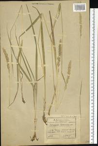 Calamagrostis korotkyi Litv., Siberia, Baikal & Transbaikal region (S4) (Russia)