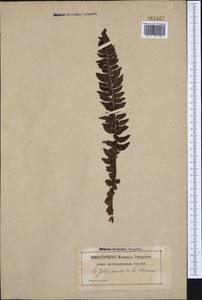 Polystichum lonchitis (L.) Roth, Western Europe (EUR) (France)