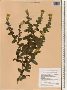 Klasea cerinthifolia (Sm.) Greuter & Wagenitz, South Asia, South Asia (Asia outside ex-Soviet states and Mongolia) (ASIA) (Cyprus)