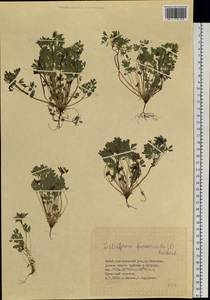 Leptopyrum fumarioides (L.) Rchb., Siberia, Altai & Sayany Mountains (S2) (Russia)