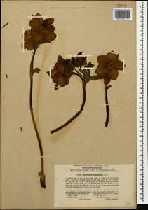 Helleborus orientalis subsp. abchasicus (A. Braun) B. Mathew, Caucasus, Abkhazia (K4a) (Abkhazia)