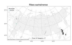 Ribes sachalinense (F. Schmidt) Nakai, Atlas of the Russian Flora (FLORUS) (Russia)