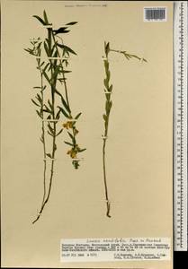 Linaria acutiloba Fisch. ex Rchb., Mongolia (MONG) (Mongolia)