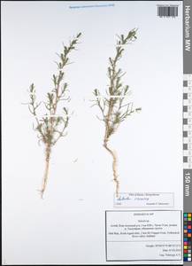 Salsola rosacea L., Siberia, Altai & Sayany Mountains (S2) (Russia)