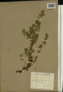 Clinopodium acinos (L.) Kuntze, Eastern Europe, North Ukrainian region (E11) (Ukraine)