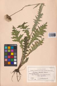 Cirsium maackii Maxim., Siberia, Russian Far East (S6) (Russia)
