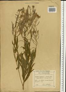 Chamaenerion angustifolium (L.) Scop., Eastern Europe, Central region (E4) (Russia)